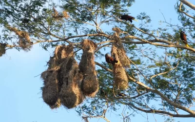 Historia de los nidos de oropendola en Nekupe