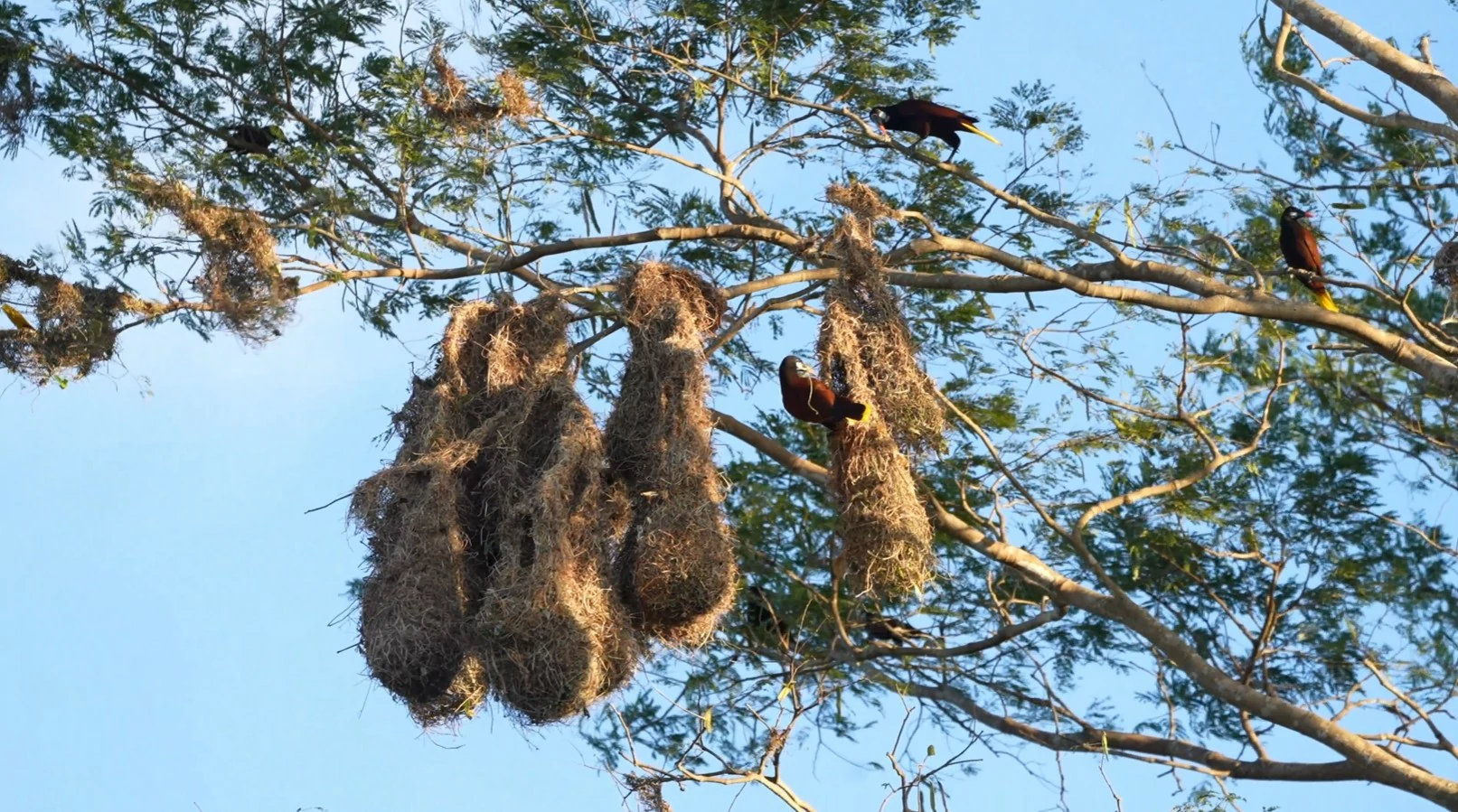 Nidos colgantes de aves oropéndolas en un árbol de guanacaste en Nekupe Nicaragua / Hanging nests of Montezuma oropendola birds in a Guanacaste tree at Nekupe Nicaragua