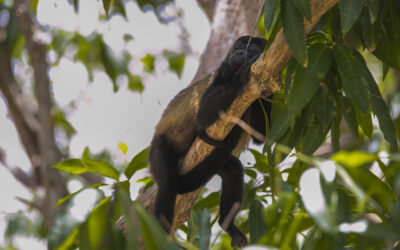 Regenerative Luxury Travel: Why Nicaragua Leads