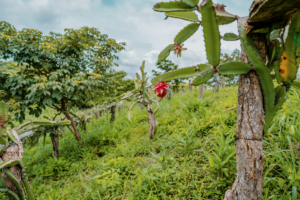 Pitahaya, grown on the reserve.