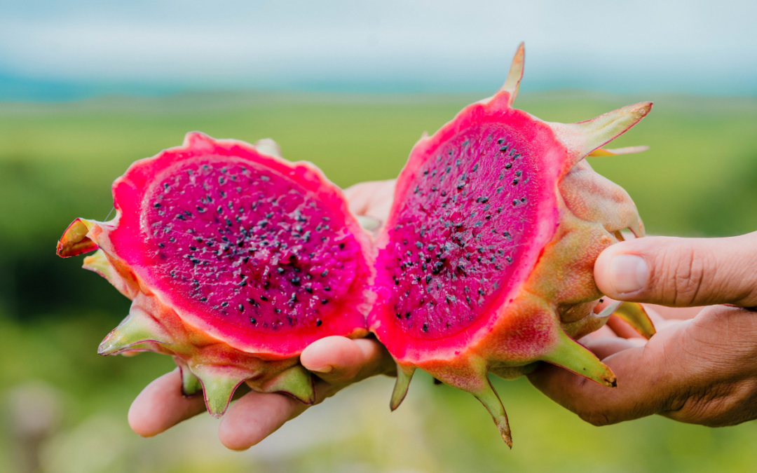 From Bare Land to Bloom: How Pitahaya (Dragon Fruit) Came to Grow at Nekupe