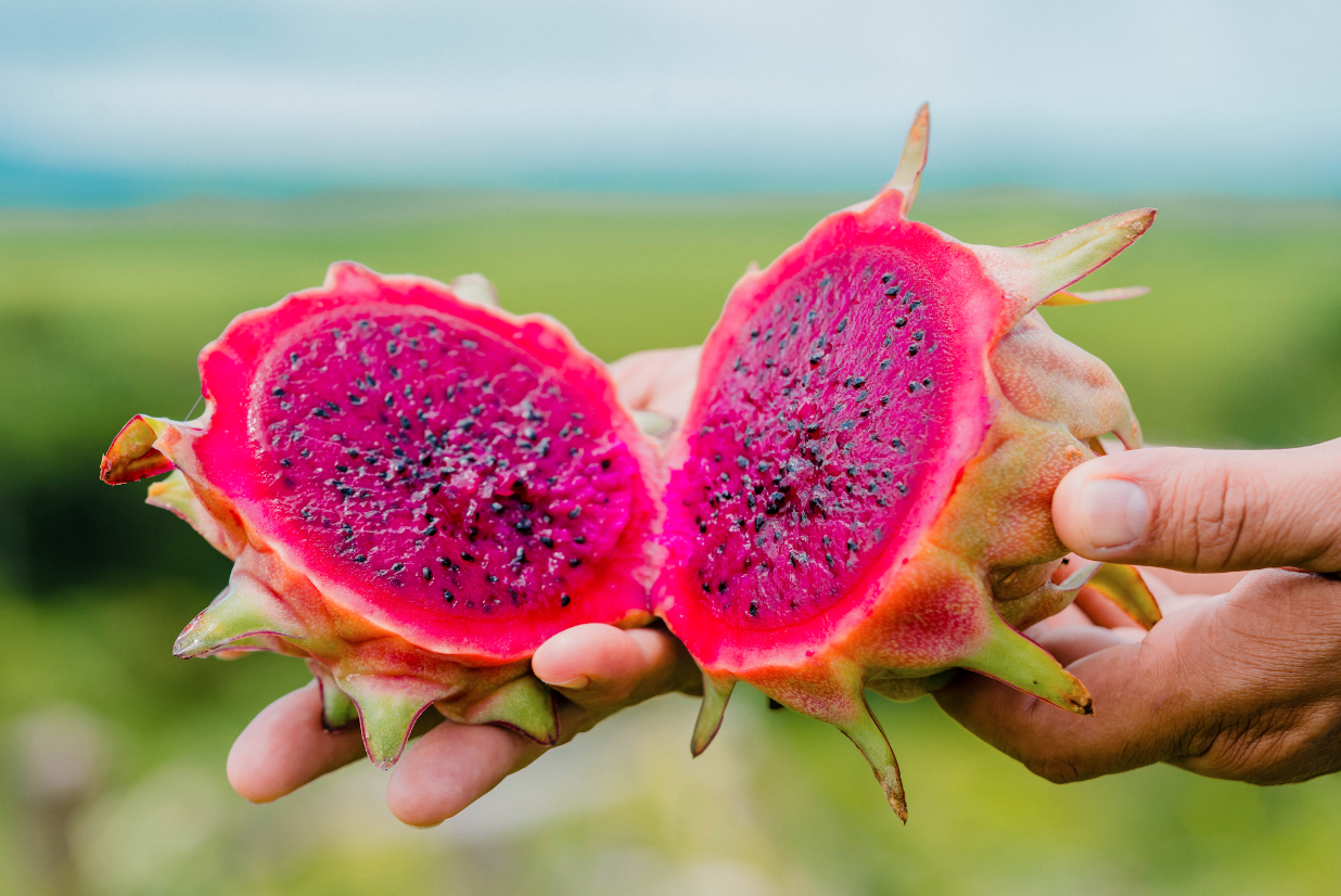 Pitahaya, grown on the reserve.