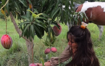 The Best Mango You’ll Ever Eat Is Growing at Nekupe