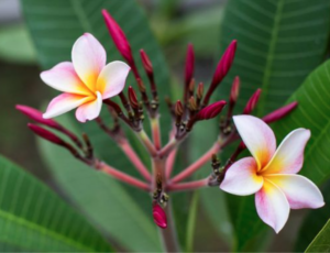 Sacuanjoche flower grown in Nekupe