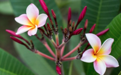 Discovering Nicaraguan Folklore at Nekupe